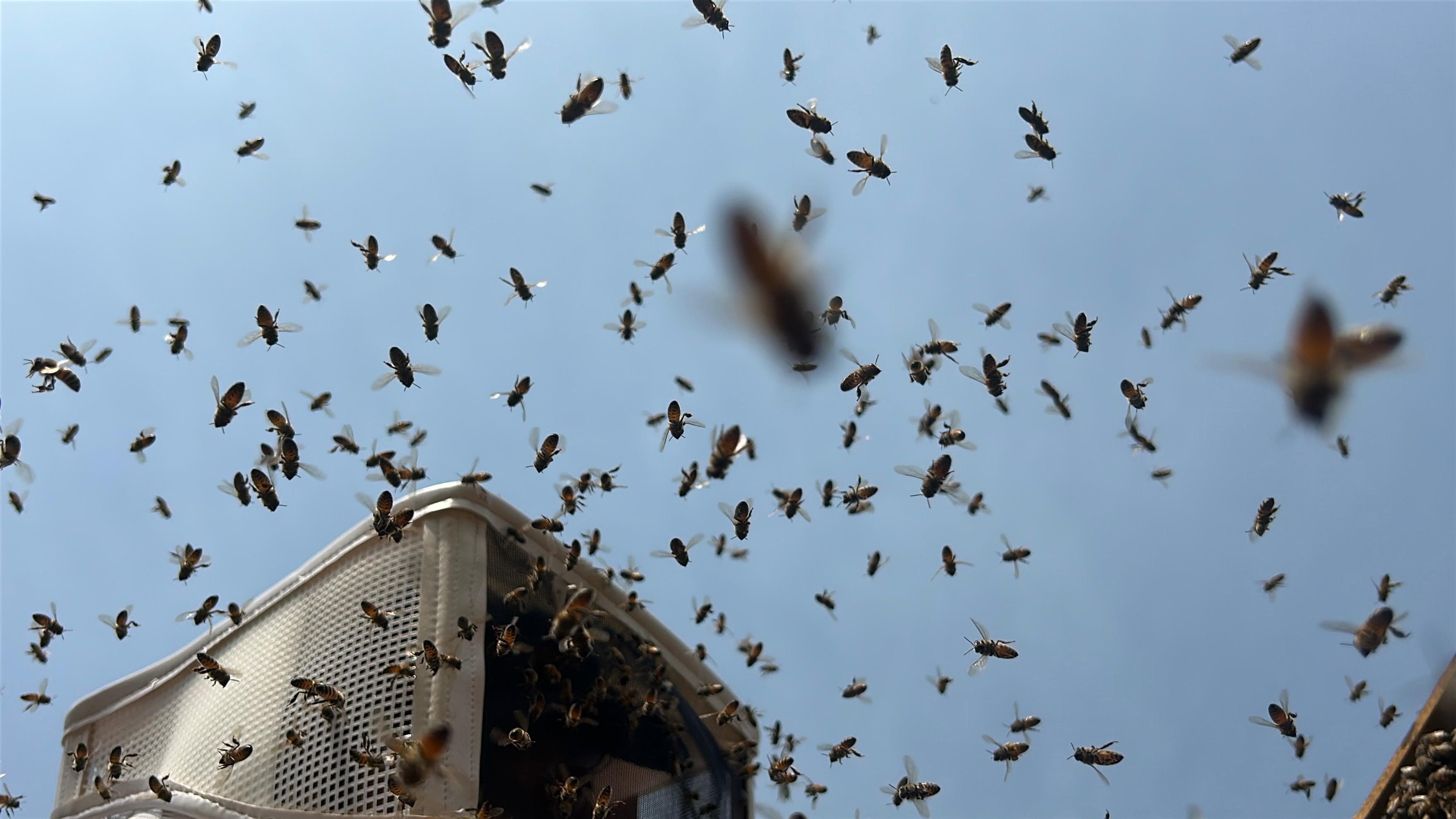 Abejas sobre panal durante trabajo de apicultura